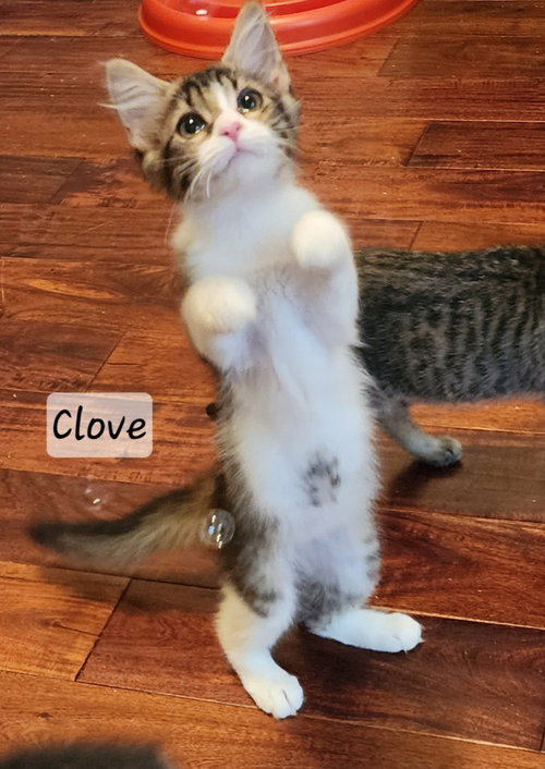 Clove photo 3