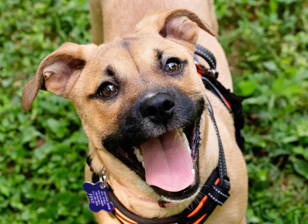 Pebbles - Boxer