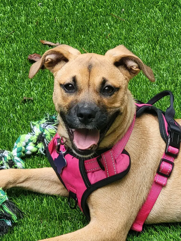 Pebbles - Boxer