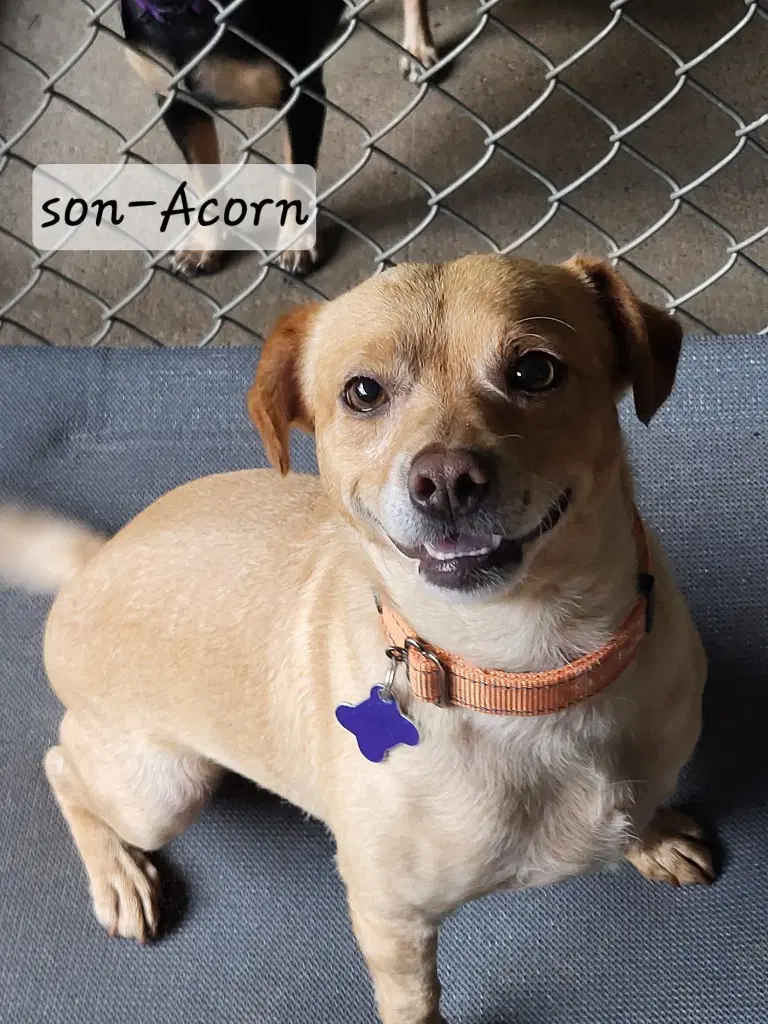 Acorn - Chihuahua