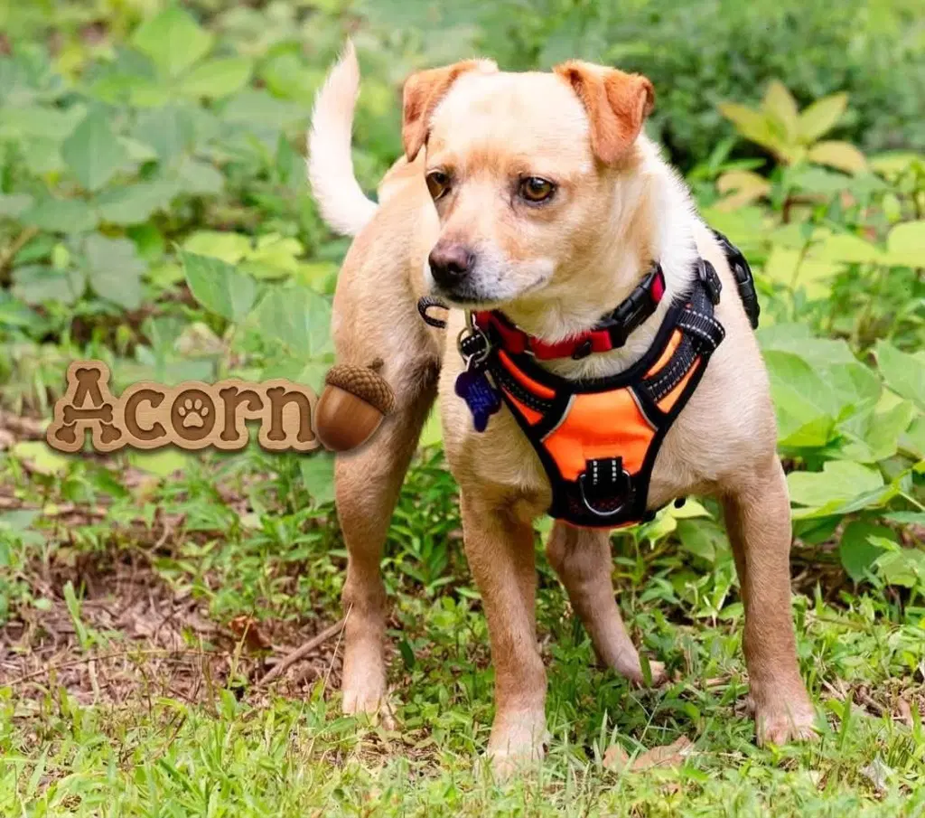 Acorn image 2