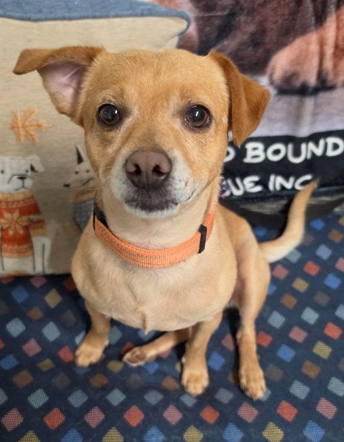 picture of the dog needing adoption