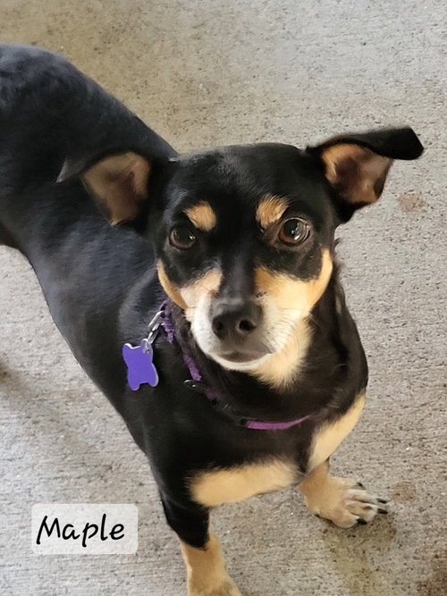 picture of the dog needing adoption