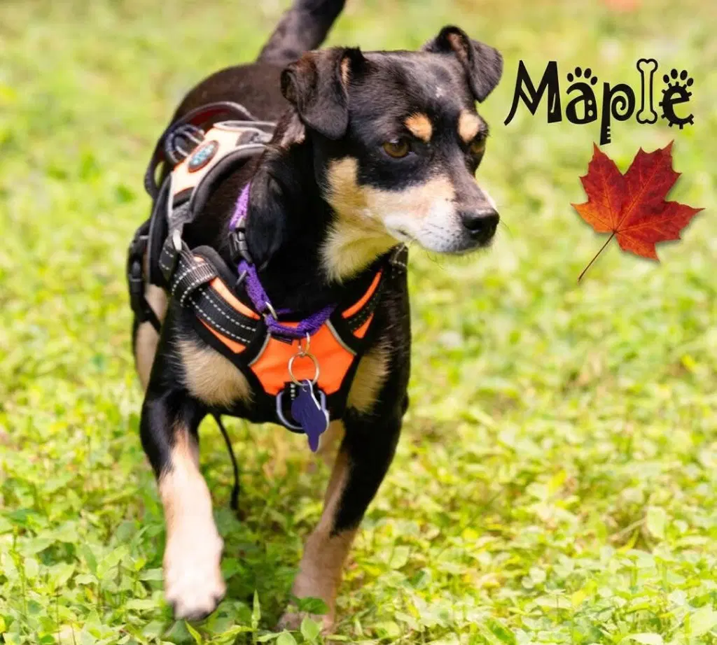 Maple image 2