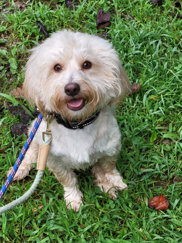 Ballew - Poodle (unknown type)