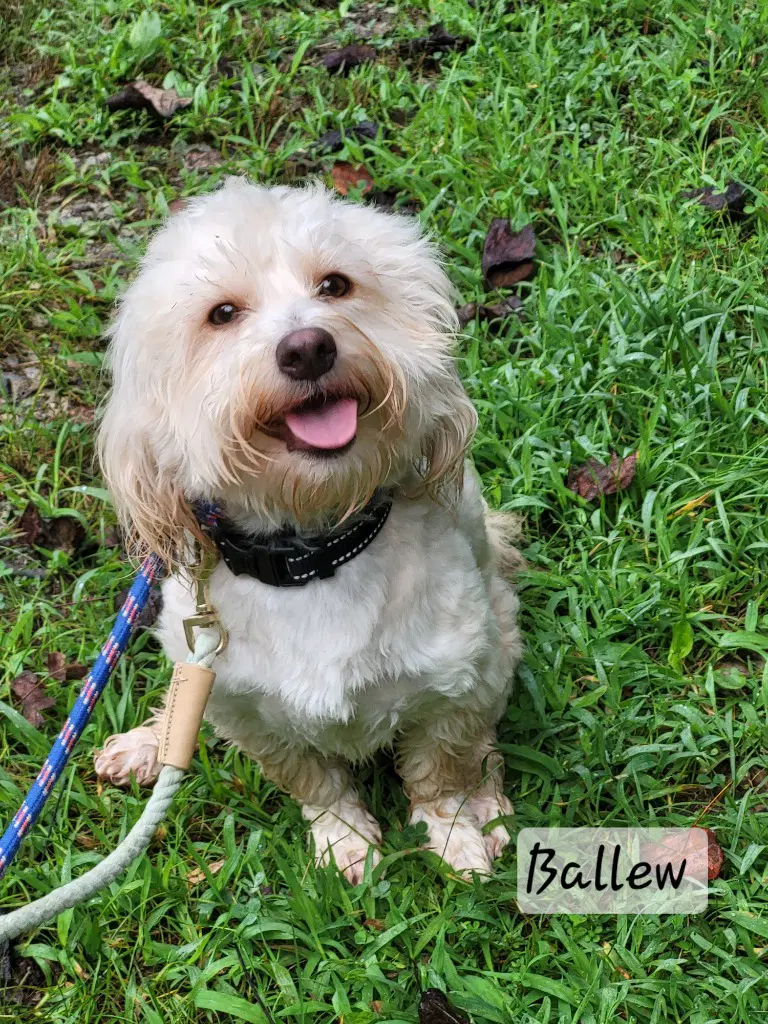 Ballew image 4