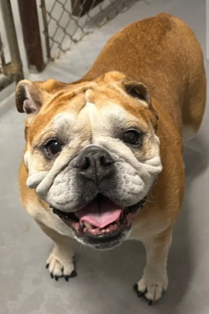 Coco Chanel - English Bulldog