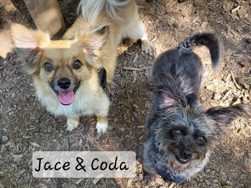 Coda, photo 4