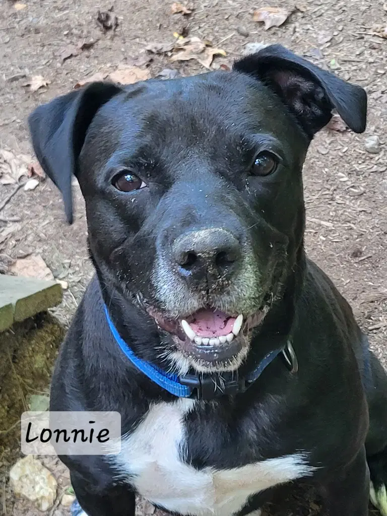 Lonnie - Labrador Retriever
