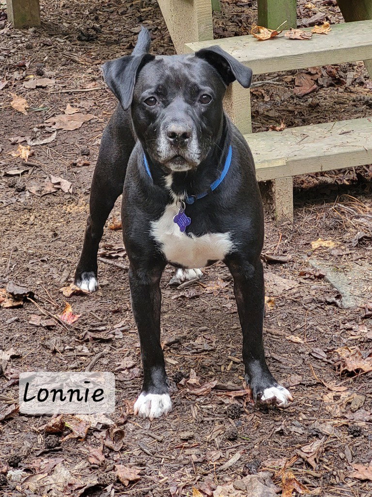Lonnie, photo 4