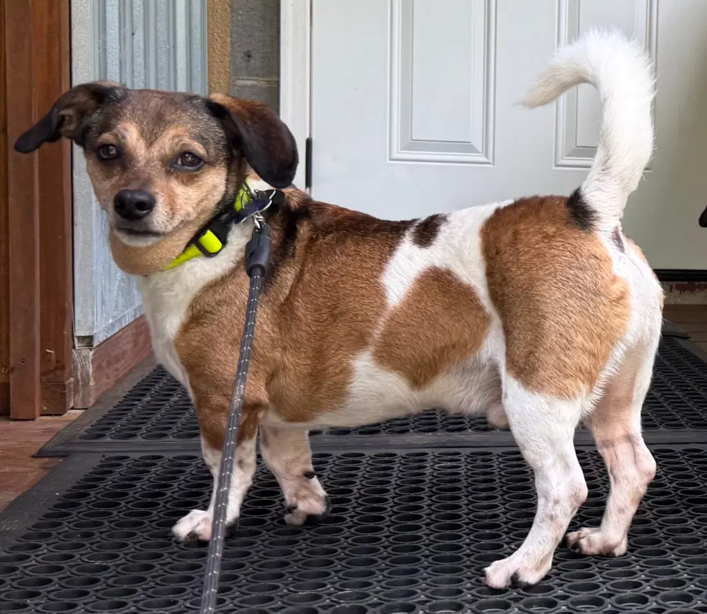 Gutherie - Beagle
