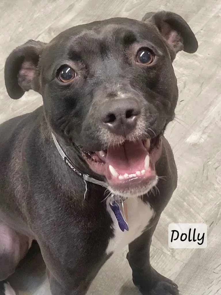 Dolly image 3