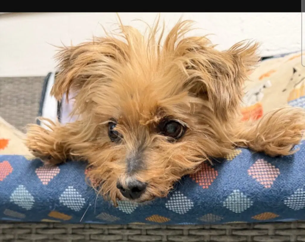 Dorgle - Yorkshire Terrier Yorkie