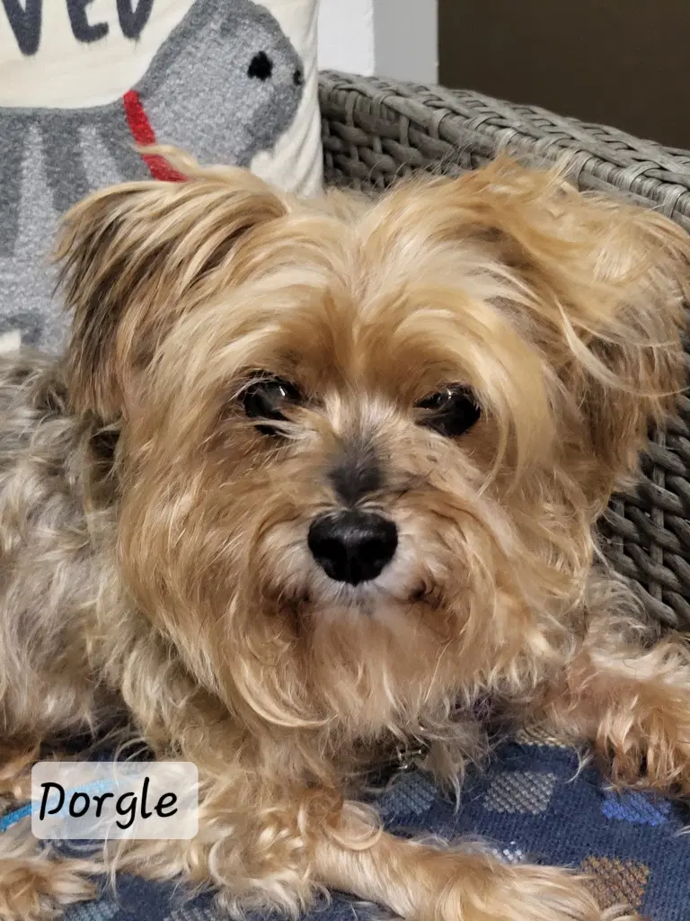 Dorgle - Yorkshire Terrier Yorkie