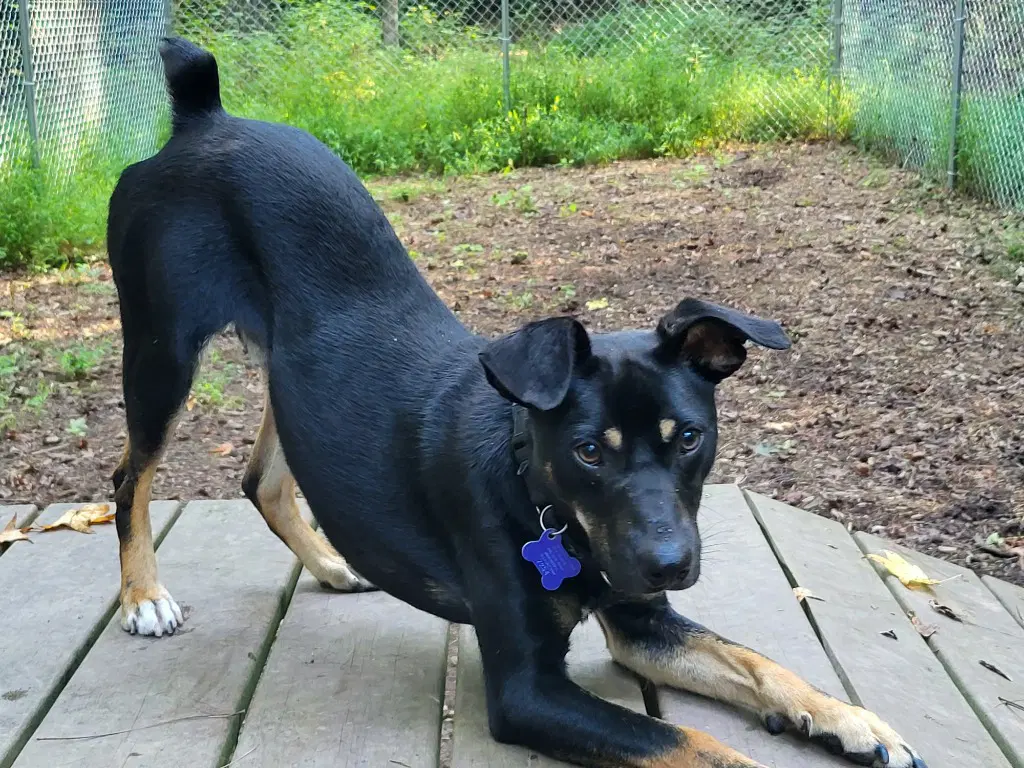Emmett - Dobie