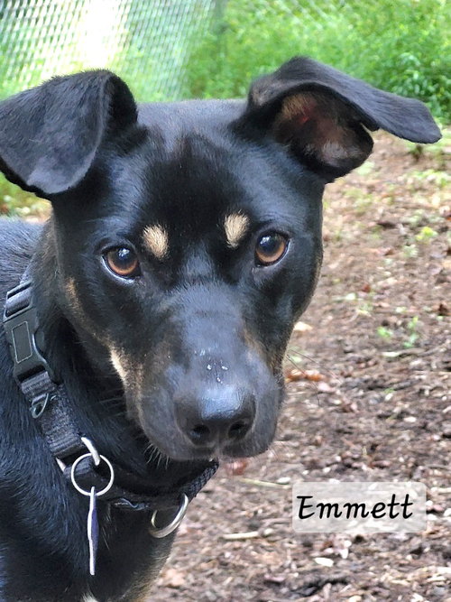 Photo 3 of Emmett