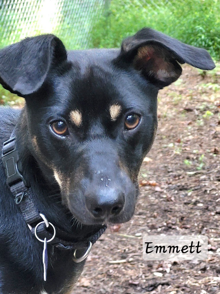 Emmett, photo 4