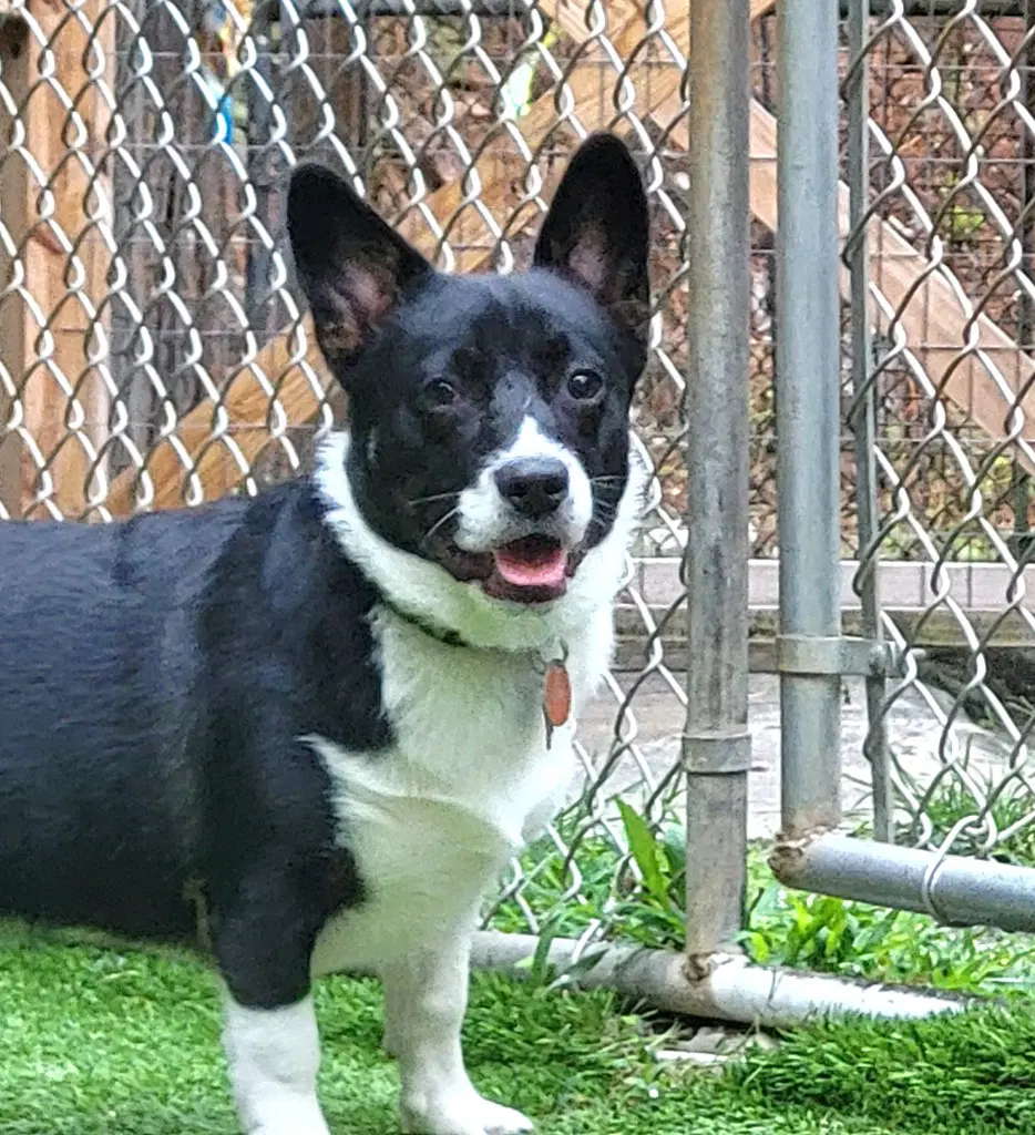 Lance - Corgi