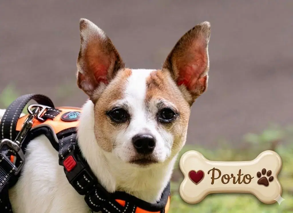 Porto - Jack Russell Terrier