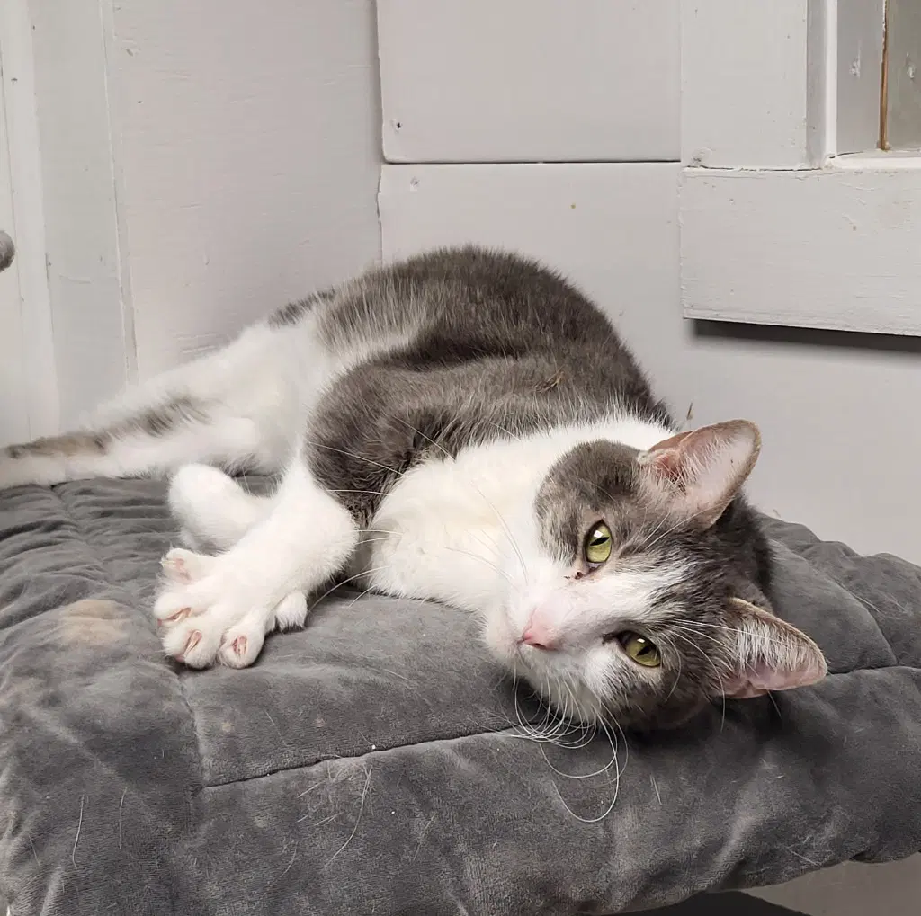 Spencer - Domestic Short Hair