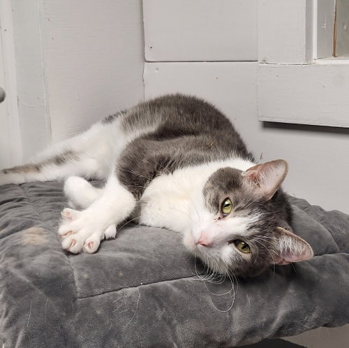picture of the cat needing adoption