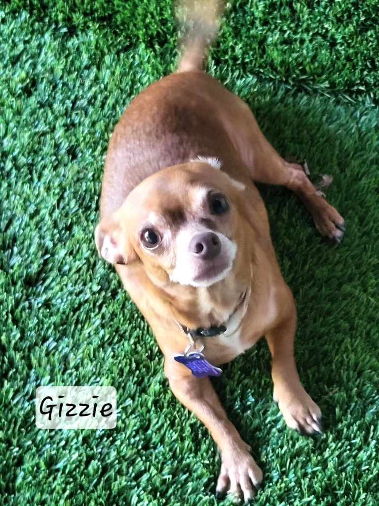 Gizzie