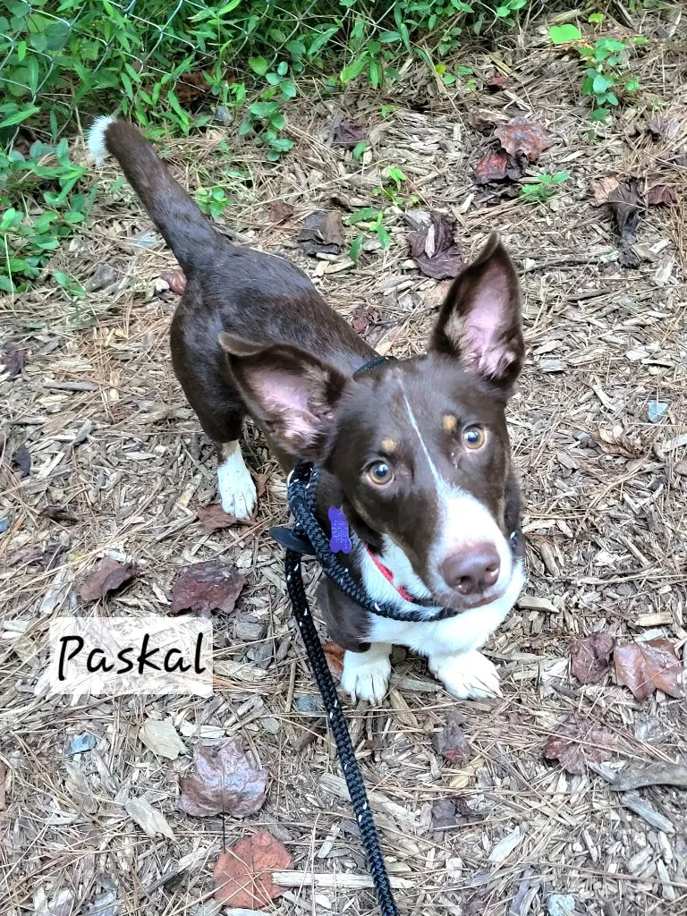 Paskal image 3