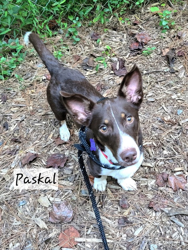 Paskal