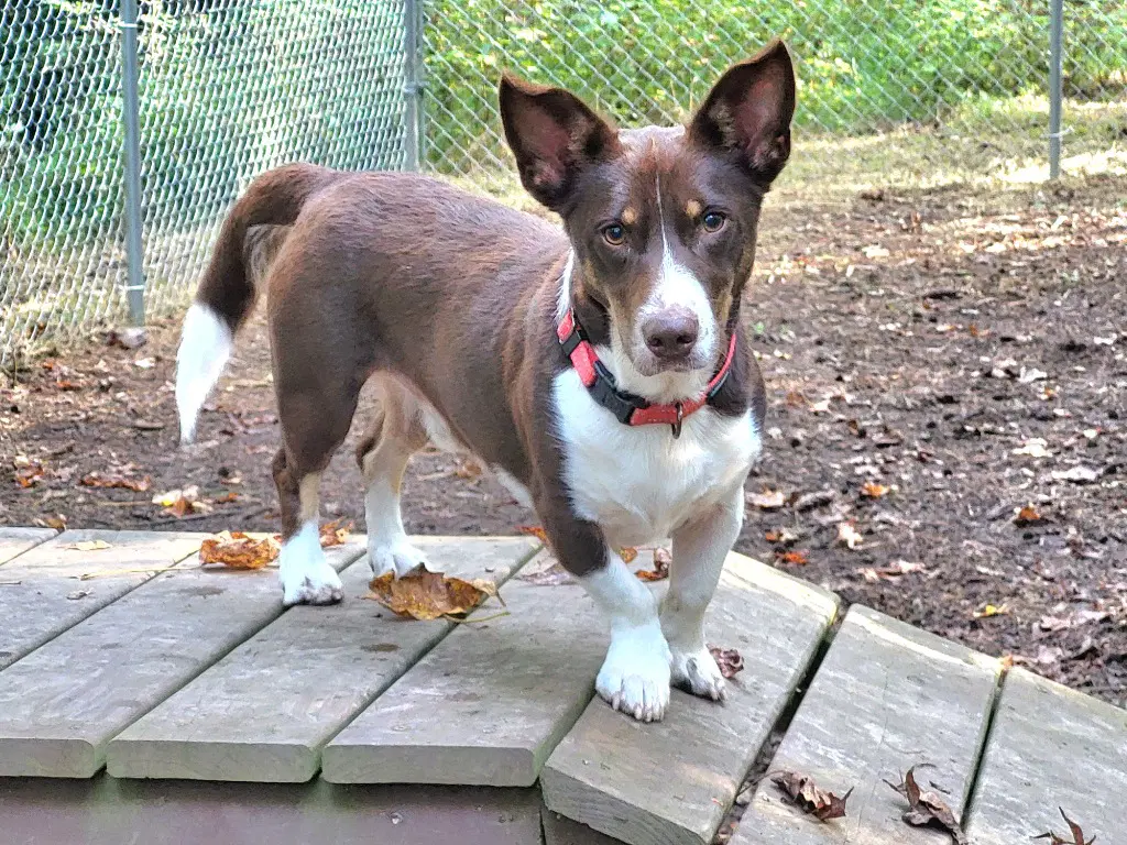 Paskal - Corgi