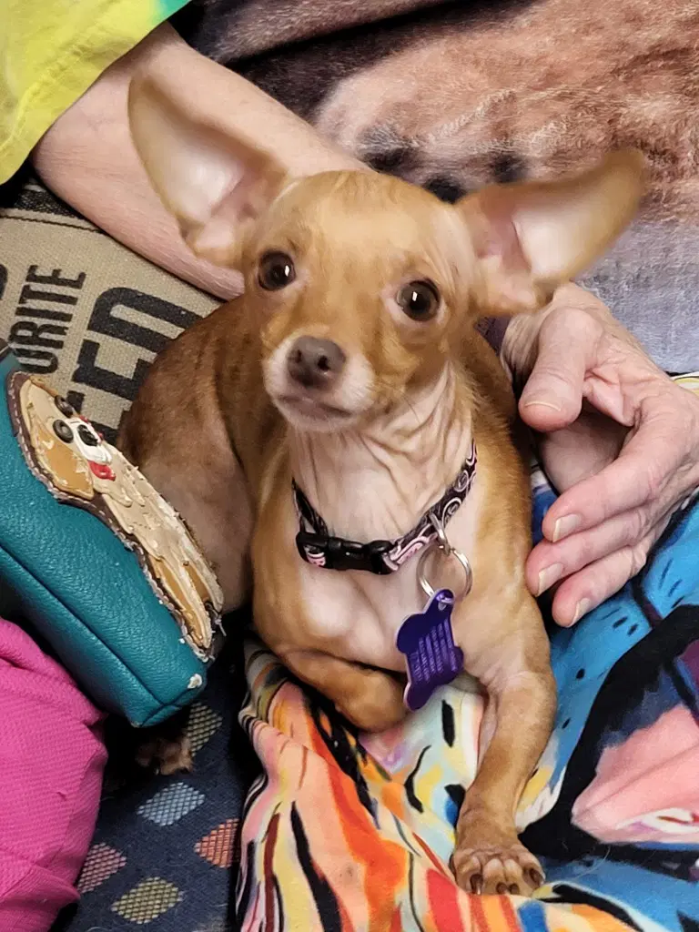 Pennie - Chihuahua