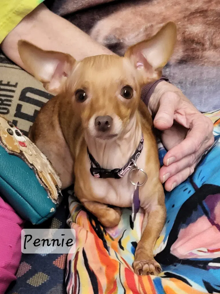 Pennie image 2