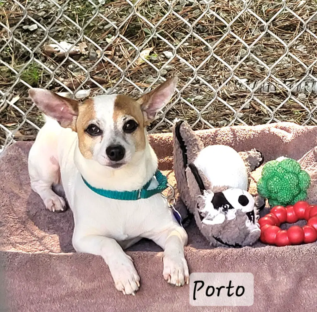 Porto - Jack Russell Terrier