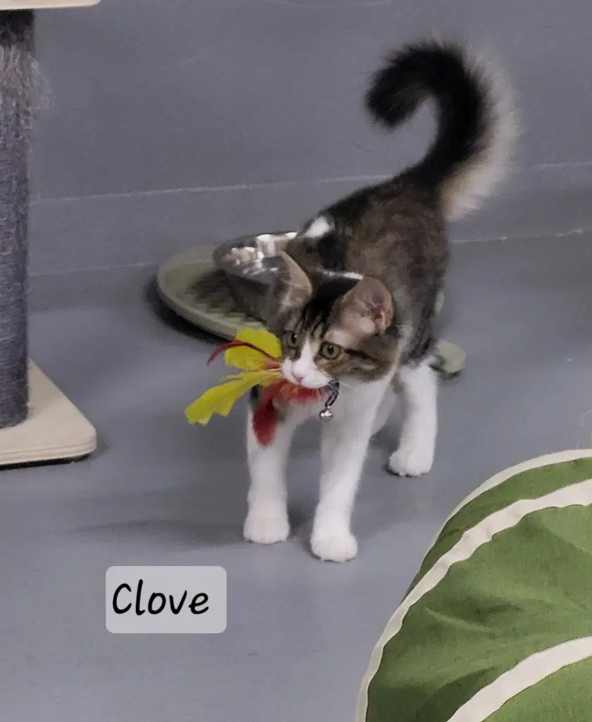 Clove image 3