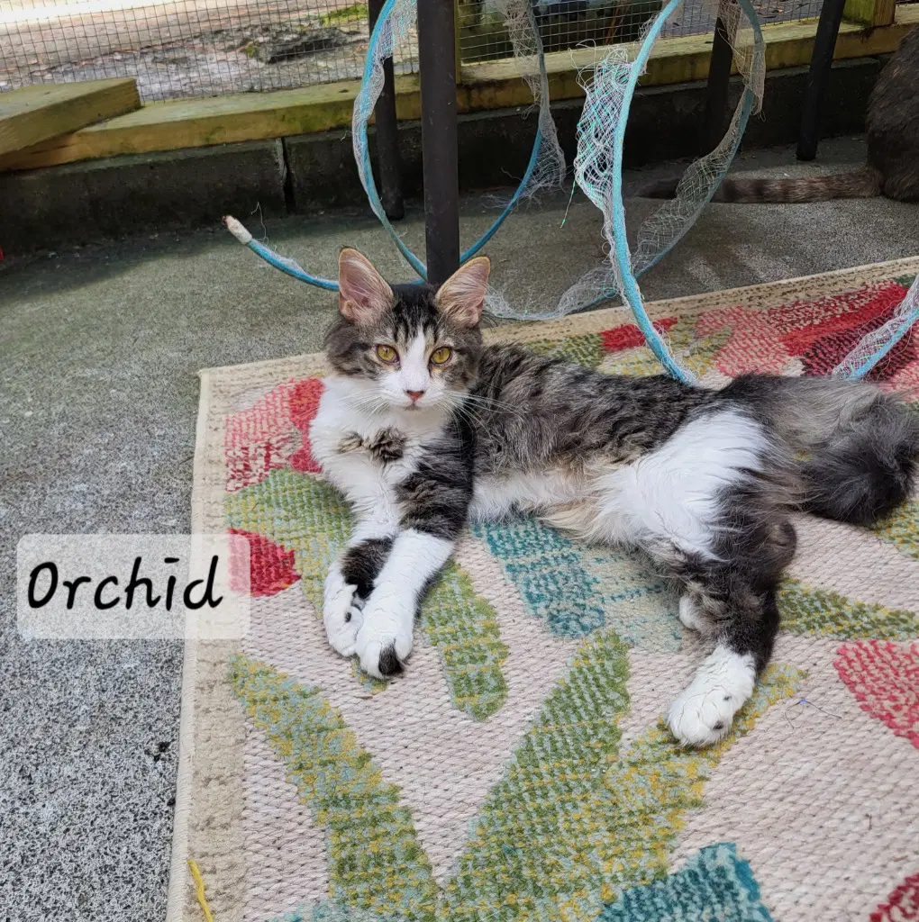 Orchid image 4