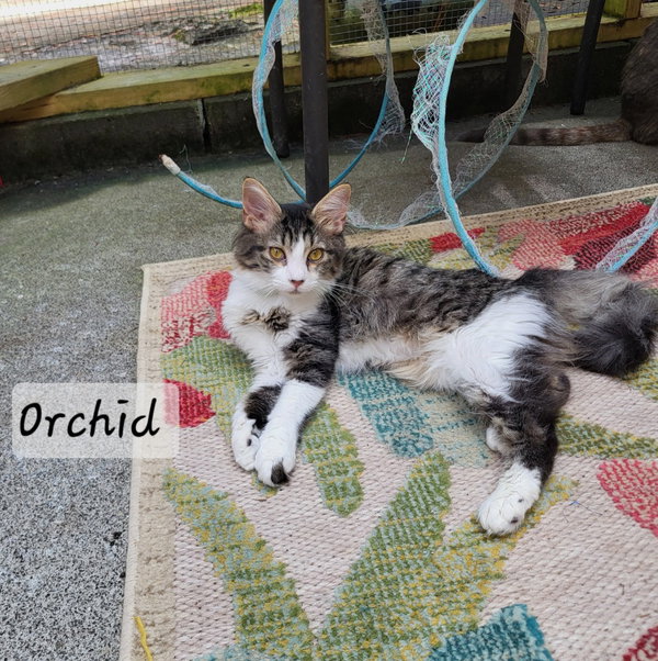 Orchid