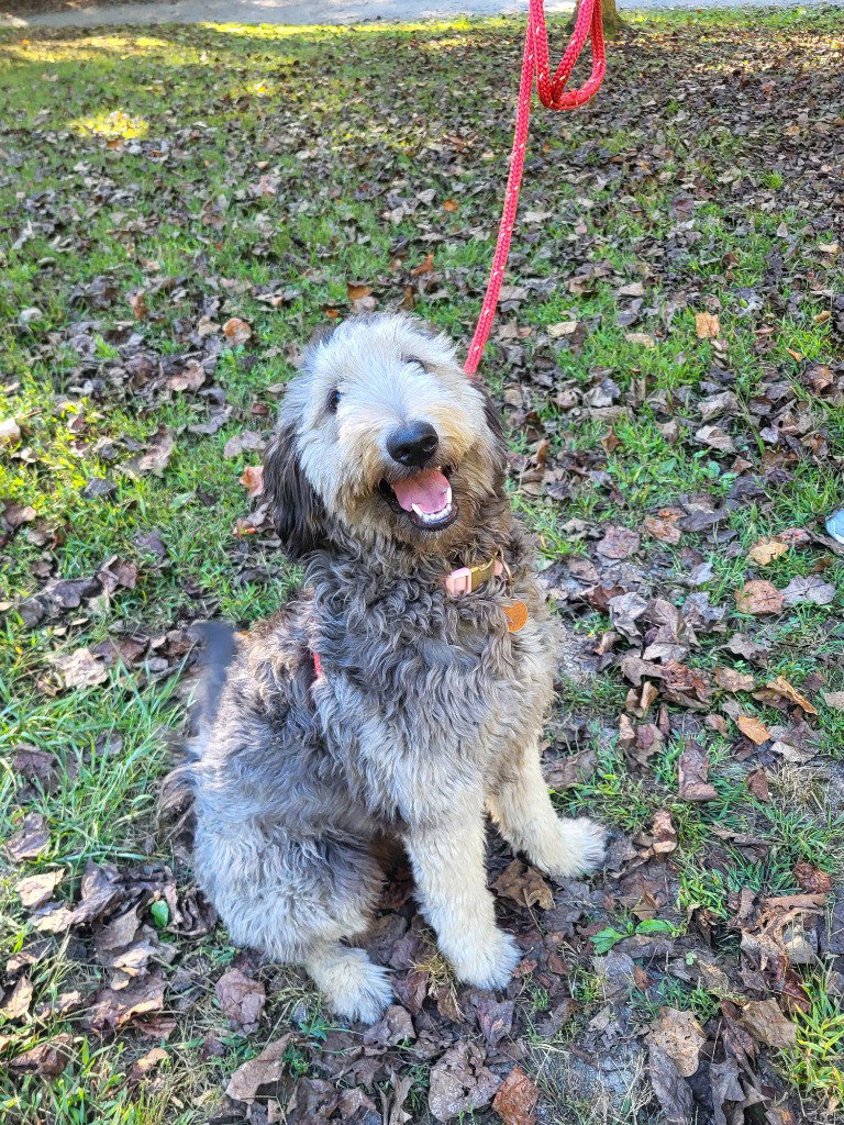 Reece, Golden Retriever