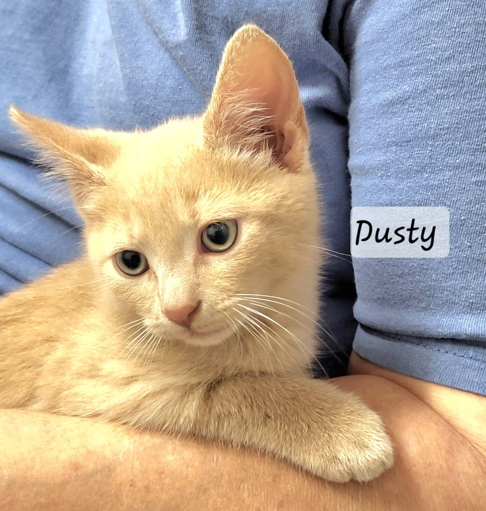 Dusty, Domestic Short Hair
