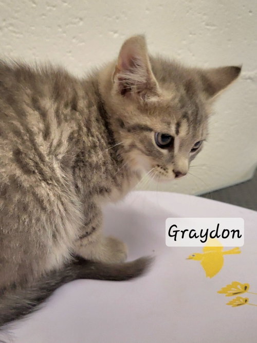 Photo 2 of Graydon