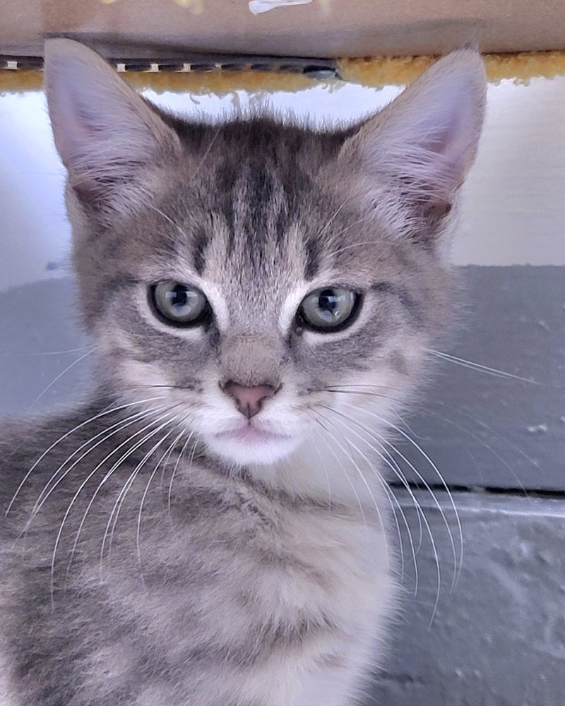 Graydon, a male kitten up for adoption