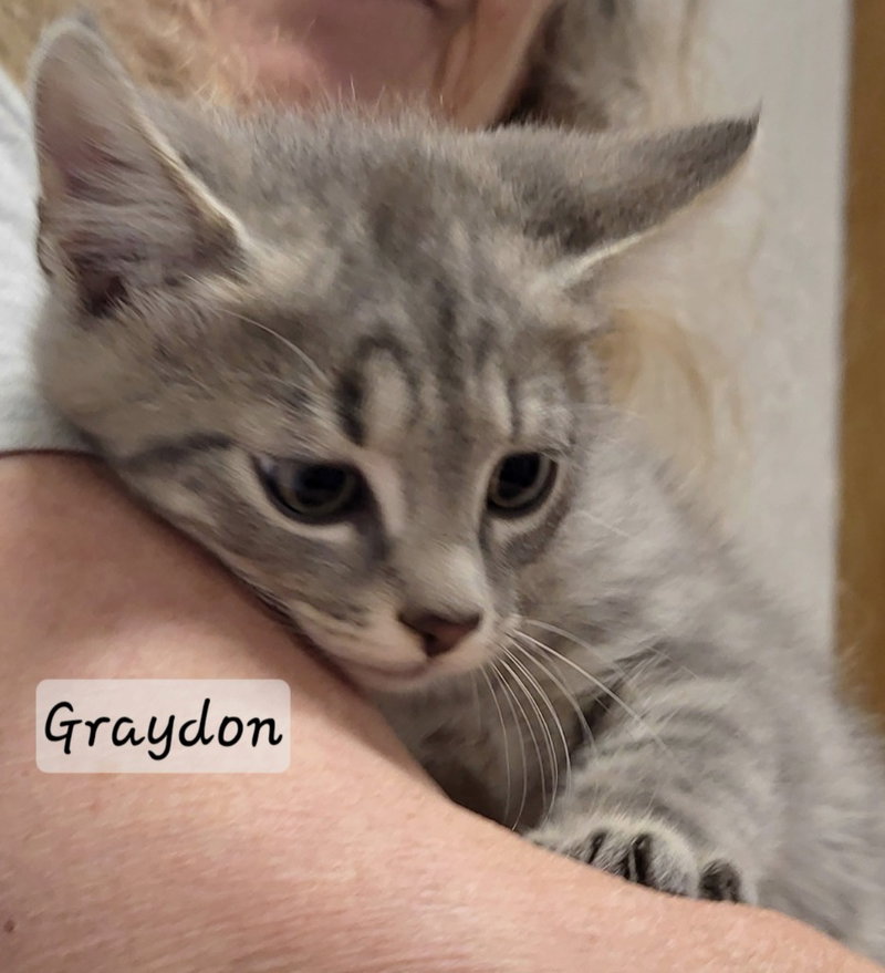 Graydon, photo 4