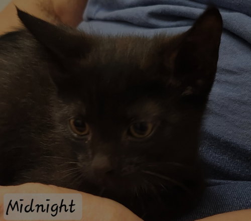 Midnight, a cat for adoption from Homeward Bound Pet Rescue Inc. of Gilmer County