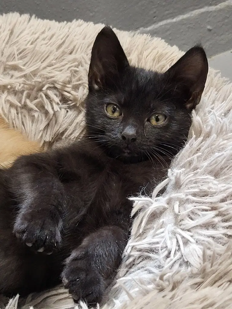 Midnight - Domestic Short Hair