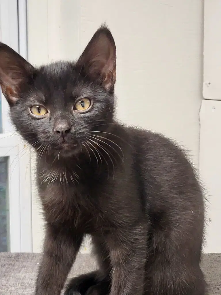 Midnight - Domestic Short Hair