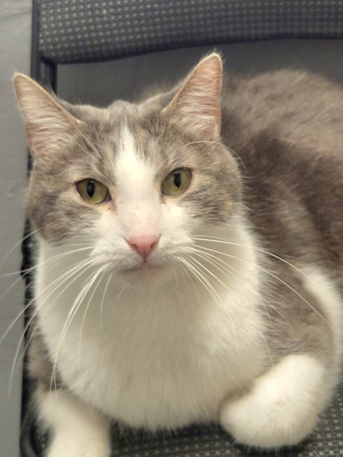Spencer, a cat for adoption from Homeward Bound Pet Rescue Inc. of Gilmer County