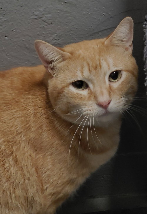 Whiskey Stephens, a cat for adoption from Homeward Bound Pet Rescue Inc. of Gilmer County