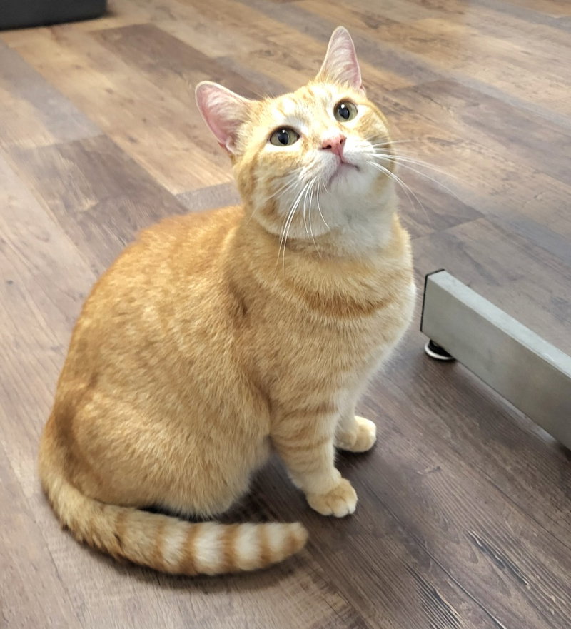 Whiskey Stephens, an adult male cat up for adoption