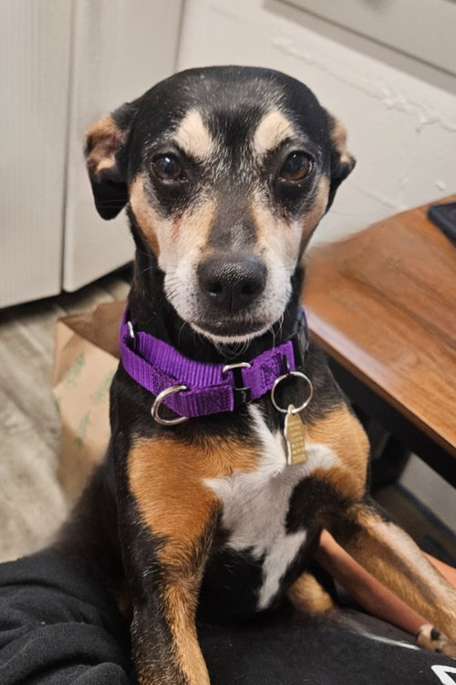 River, a dog for adoption from Homeward Bound Pet Rescue Inc. of Gilmer County