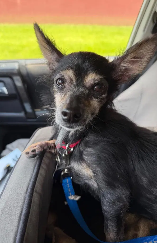 Stella B - Chihuahua