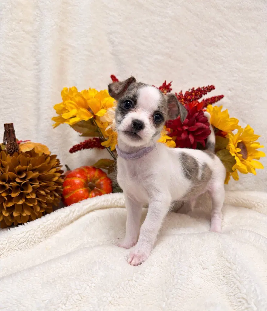 Doolittle - Shih Tzu