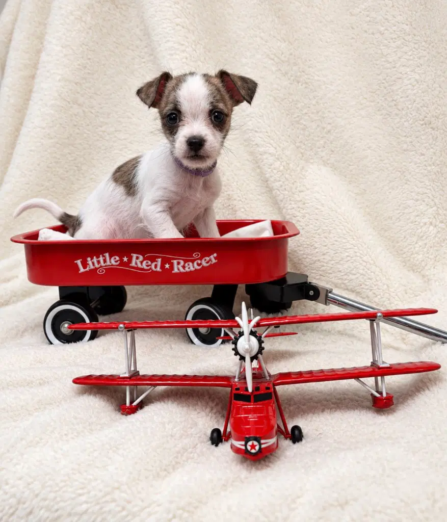 Doolittle image 4
